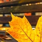 淚成河，喚母歸(全集)